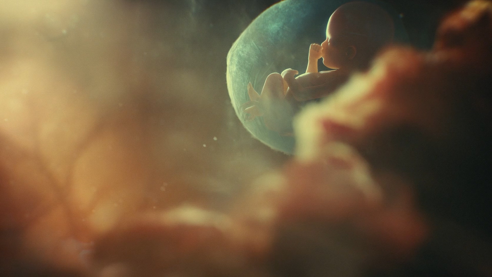 胎兒三維動(dòng)畫|人體三維動(dòng)畫|醫(yī)學(xué)三維動(dòng)畫|案例